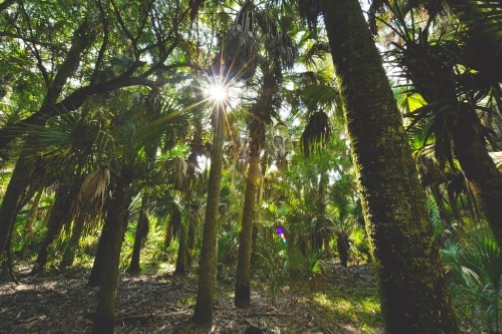Orange Hammock Ranch Now and Forever Gulf Coast Community Foundation
