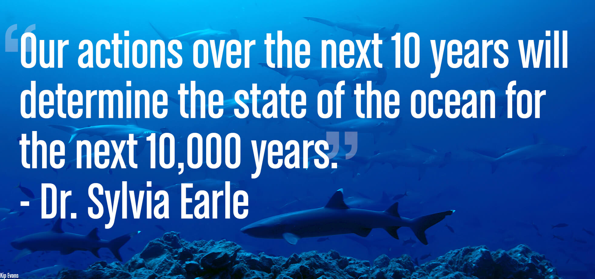 Hammerhead Shark Conservation Hammerhead Shark Conservation