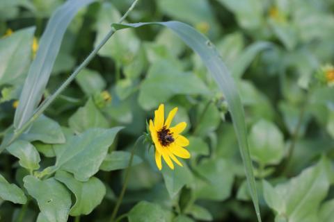 Bee on flower