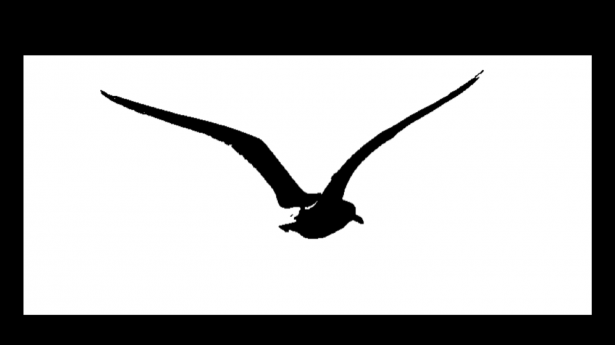 Bird in flight from Wingspan Productions logo