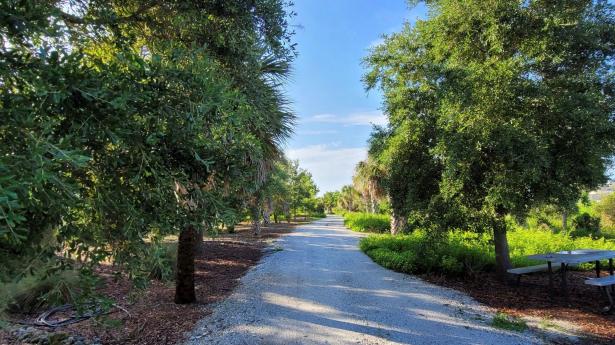 A view of the Venice Urban Forest with a pathway with trees on either side.