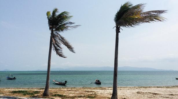 Two palm trees blowing in the wind at a beach with ocean in background.