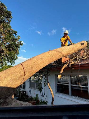 Volunteer from Shreveport Volunteer Networking lifts large tree above house.