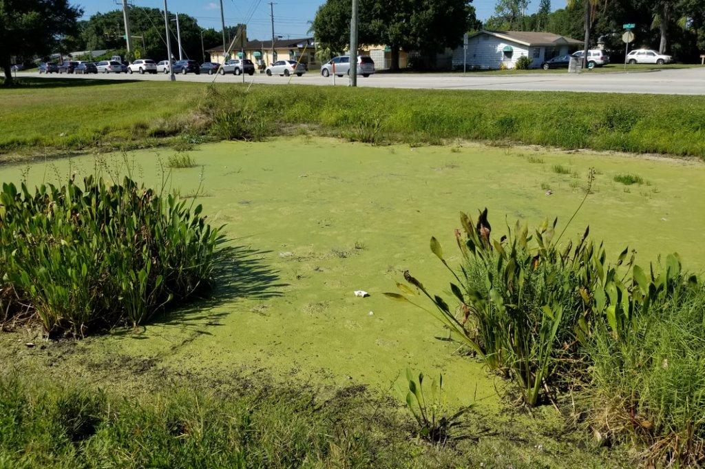 Algal blooms and trash are common maintenance issues in stormwater ponds. Source: Stocking Savvy