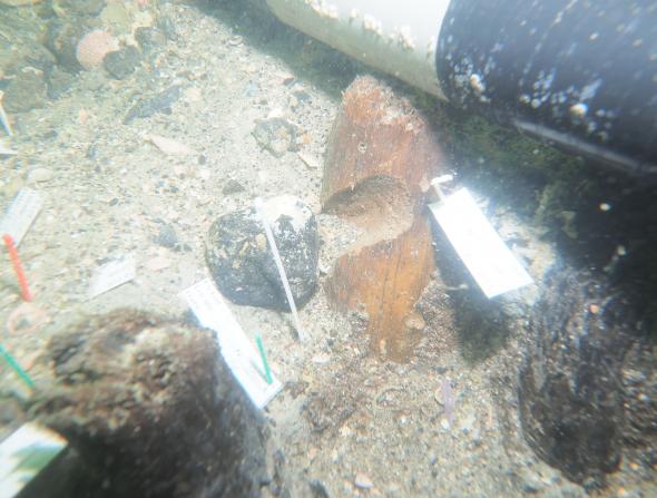 A notched stake discovered at the 7,200-year-old Manasota Key Offshore site